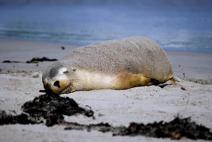 Foca a Seal bay